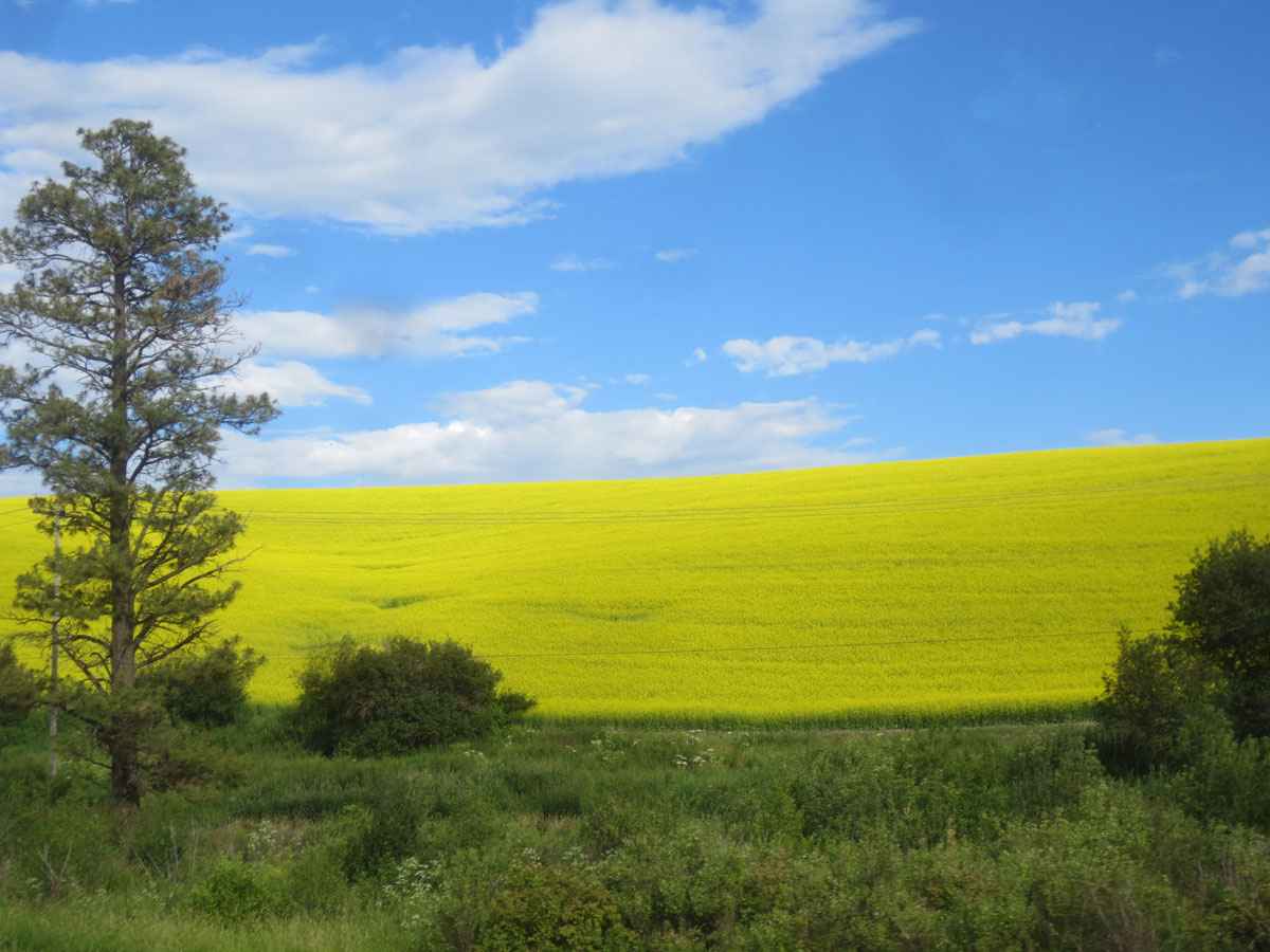 Canola on the Palouse by Susan Fluegel